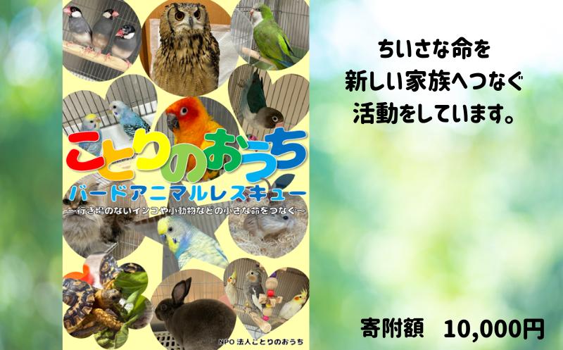 
            バードアニマルレスキュー 小動物保護 動物愛護 保護活動 活動支援 小鳥 うさぎ カメ 動物 保護 〜鳥類を中心に小動物や爬虫類のための保護団体〜 返礼品なしのご寄附 ことりのおうち 神奈川 湘南 藤沢
          