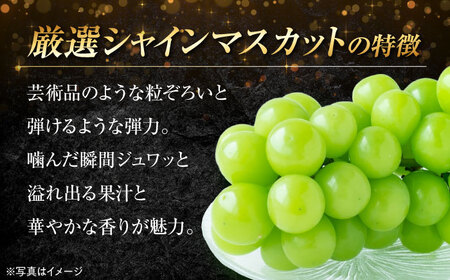 【先行予約】【9月上旬より順次発送】【贈答用】贈答用シャインマスカット約2kg（3から5房） 愛媛県大洲市/沢井青果有限会社[AGBN044] シャインマスカット シャインマスカット シャインマスカッ