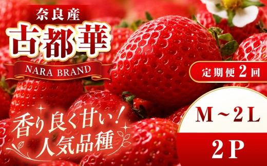 【 定期便 2回 】平群 の 古都華 いちご （ M ～ 2Lサイズ） 2パック  | 先行予約 フルーツ 果物 くだもの ブランド いちご 苺 古都華 ことか 大粒 甘い 大人気 満足 希少 希少品種 ストロベリー 美味しい 品種 特徴 糖度 濃厚 香り 果汁 味わい深い お取り寄せ 産地直送 農家直送 せいけファーム 名産地 奈良県 平群 町 定期便