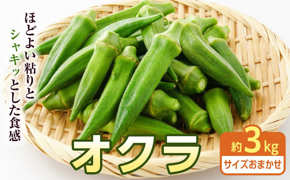 
            【2026年7月下旬頃発送】オクラ　約3kgバラ
          
