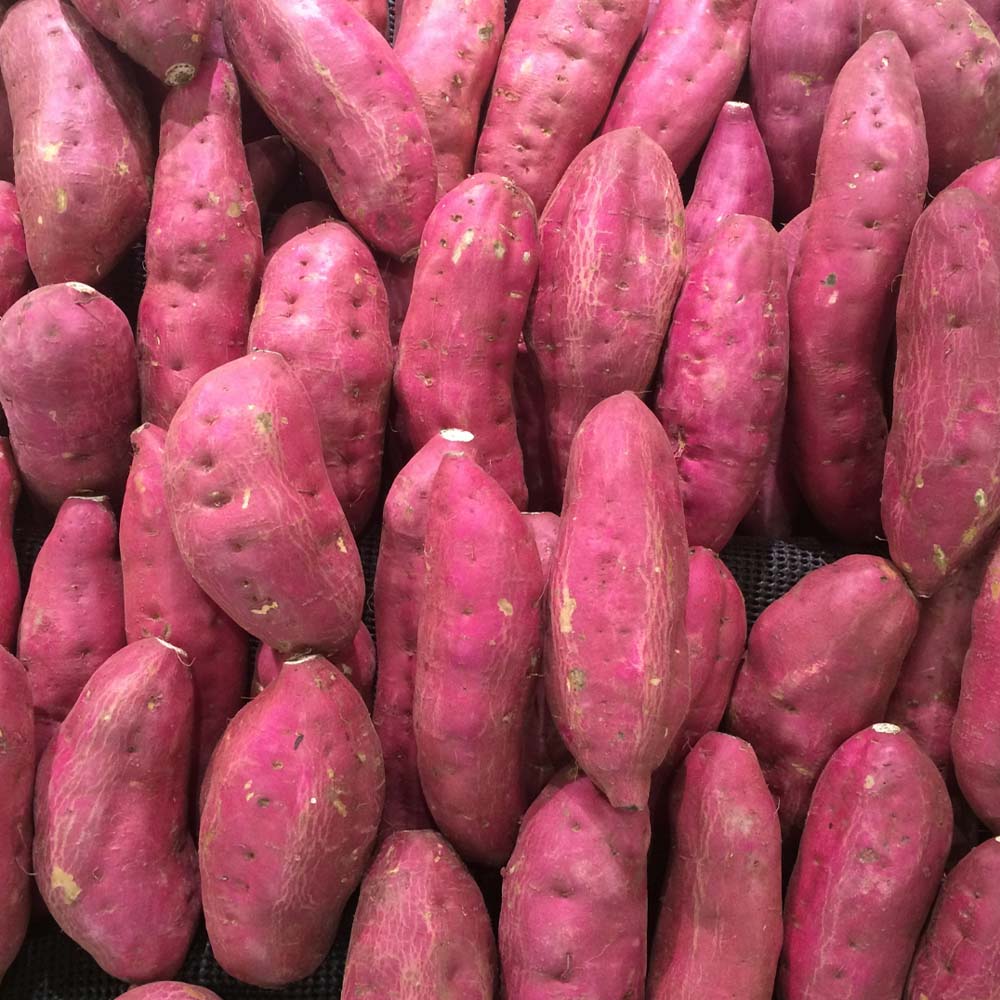 干し芋 ひいとい干し 100g×10袋 総量1kg 干しいも さつまいも サツマイモ 和菓子 お菓子 デザート 和スイーツ おやつ 甘い おいしい【R01516】