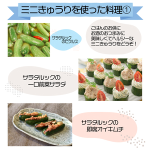 野菜 夏野菜 きゅうり  ミニきゅうり 2.5kg 小分け 胡瓜 ピクルス サラタルック サラダ 漬物 浅漬け キムチ オイキムチ 冷蔵