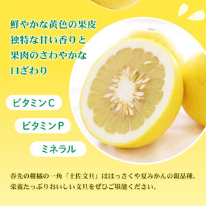 【先行予約】土佐文旦 訳あり 10kg (M～5L) 文旦[BQAE032]