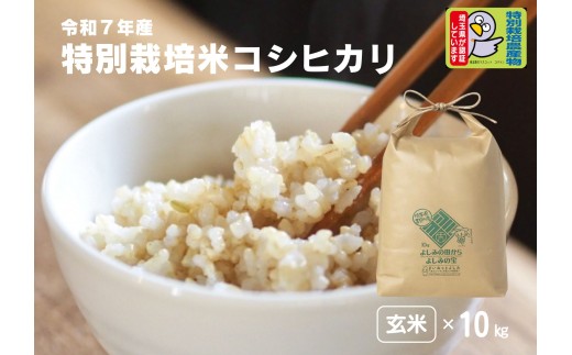 【令和7年産】埼玉県比企郡吉見町産 特別栽培米コシヒカリ【玄米】10kg