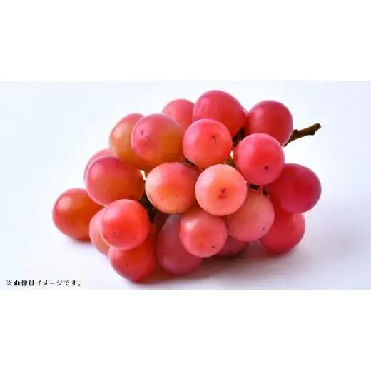 クインニーナ 約2.5kg (4～6房) 【2026年8月下旬発送開始】(茨城県共通返礼品：大子町)