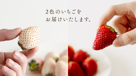 赤いちご と 白いちごの宝石箱 36粒 【12月から発送開始】（茨城県共通返礼品 [いちご]：城里町産）