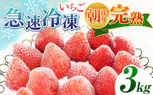 【★先行予約 2025年 4月より順次発送】 完熟・急速冷凍いちご 3kg | 苺 いちご イチゴ 果物 フルーツ ふるーつ 冷凍 いちご れいとう イチゴ 果実 果汁 冷凍 冷凍食品 冷凍いちご 朝採り 完熟 新鮮 スムージー オススメ 千葉県 君津市 きみつ