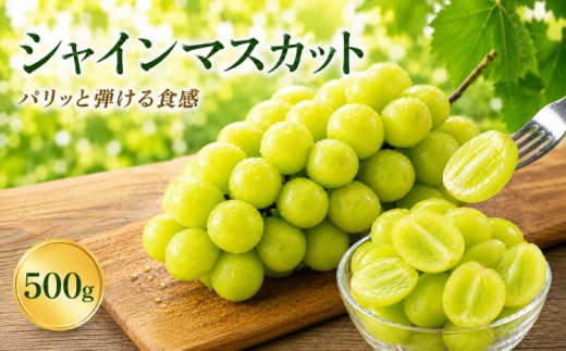 先行予約 シャインマスカット 500g 【2026年8月中旬～9月下旬頃発送予定】 ぶどう ブドウ フルーツ 果物 国産 九州 熊本 熊本県 産地直送 パリッと 弾ける 食感 爽やか 甘い 贅沢 家庭用 お取り寄せ ご褒美 デザート 夏 秋 贈答 ギフト くまふる