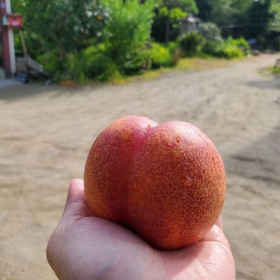 【脳を揺さぶる圧倒的糖度】マンゴーネクタリンやみつきリピーター続出中2025年8月下旬より発送【配送不可地域：離島・北海道・沖縄県・中国・四国・九州】