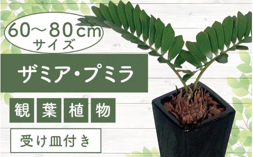 2025年5月中旬～発送【観葉植物】ザミア・プミラ60cm～80cmブラック陶器鉢/専用受け皿付き(T&P/025-1402) 観葉 植物 インテリア 鉢植え 鉢植 グリーン 自然 ナチュラル 美しい 清涼感 園芸 室内 オフィス リラックス おしゃれ 鹿児島 指宿 いぶすき インテリアグリーン ザミア・プミラ 風水【配送不可地域：北海道・沖縄県・離島】