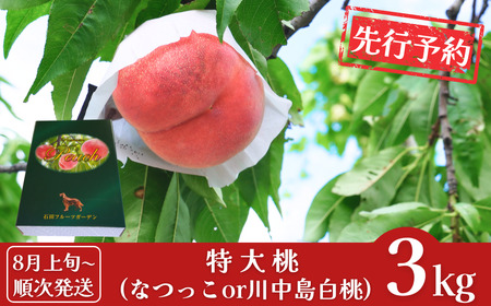 桃先行予約 特大! 桃 3kg 白桃 なつっこ 川中島白桃 三条産桃 完熟桃 新潟産桃 2025年産