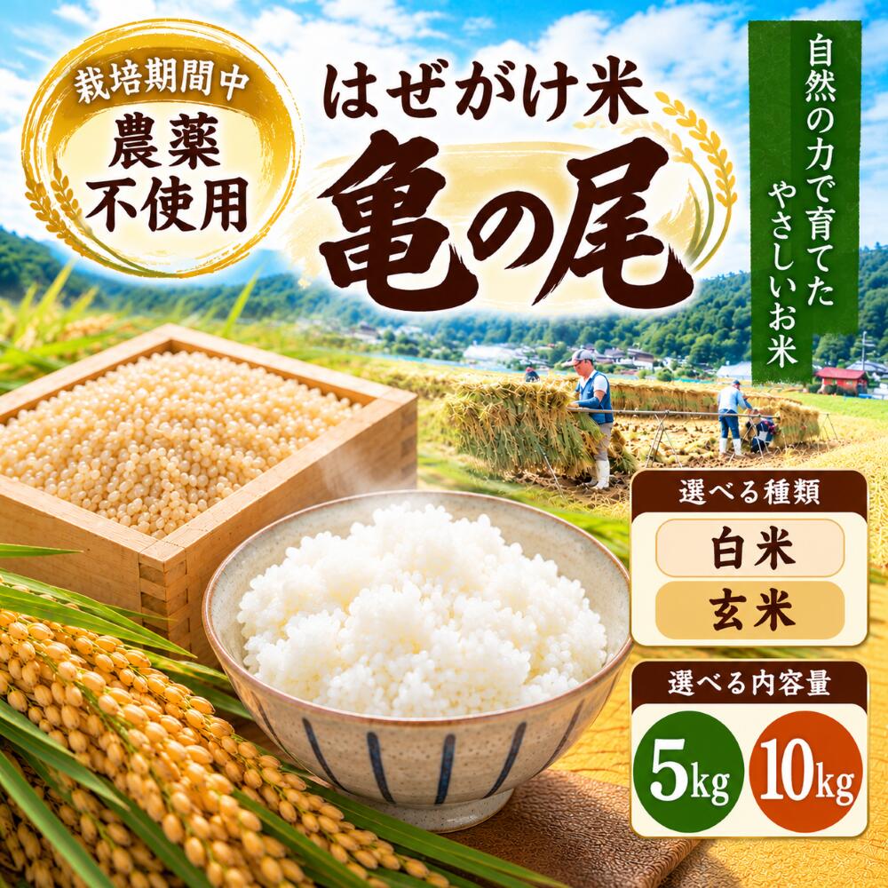 【ふるさと納税】【選べる種類・内容量】【栽培期間中 農薬不使用】はぜがけ米 亀の尾 白米 or 玄米 5kg or 10kg ｜ 亀の尾 米 白米 玄米 国産 こめ 松本市 お米 ふるさと納税 長野米 美味しい 松本産 ふっくら