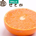 【ふるさと納税】厳選せとか1kg+30g（傷み補償分）【柑橘・春みかんの王様】【光センサー選果・食べ頃出荷】【2024年2月中旬より発送】