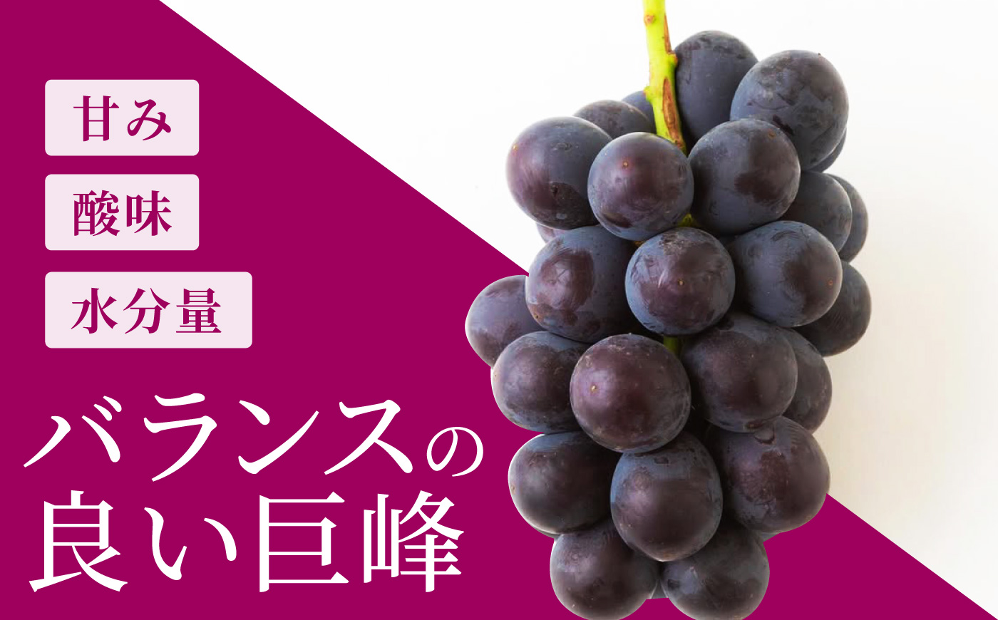 【先行予約】コクのある甘さ 種あり 巨峰 4房から6房 2026年8月下旬から9月上旬 出荷予定【春光園】 ぶどう ブドウ 葡萄 巨峰 種あり 果物 フルーツ