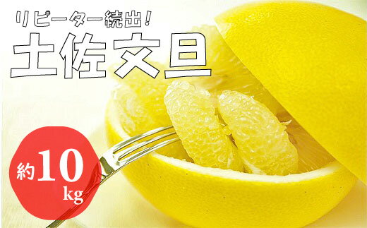【ふるさと納税】【2026年発送】森下さん家の土佐文旦（10kg以上）　フルーツ 果物 新鮮 産直 土佐 高知名産 高知県 越知町 柑橘 仁淀川 柑橘 先行予約