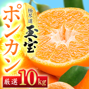 【愛媛名産】玉宝ポンカン　10kg【F64-66】【1621808】 YWTY055
