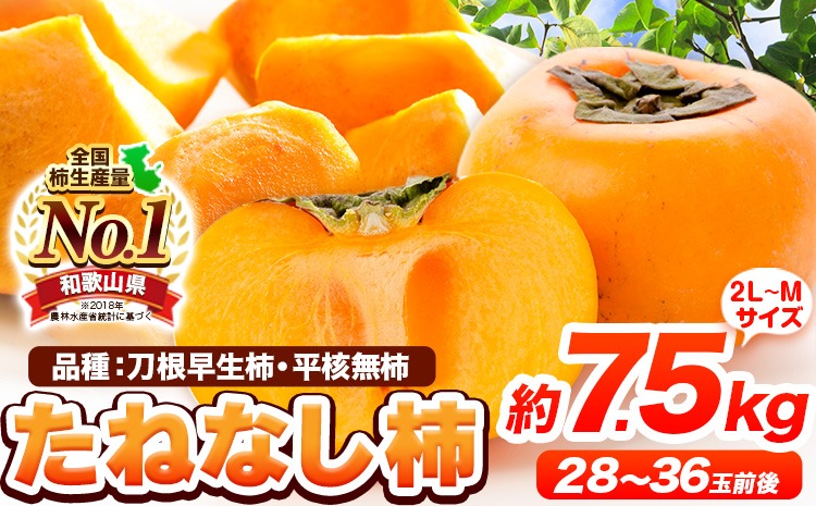 【先行予約】たねなし柿（刀根早生柿・平核無柿）約7.5kg（28～36玉前後） 《2025年9月中旬-11月上旬頃出荷》 和歌山県 紀の川市 種なし柿 産地直送 柿 果物 フルーツ 2L～Mサイズ カキ---wfn_wlocal79_9c11j_25_16000_75---