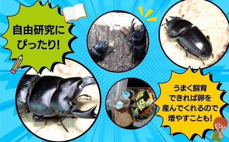 【 先行予約 】＼2024年5月から発送／ オオクワガタペア 飼育 セット 70mm～ クワガタ 自由研究 昆虫 成虫 生体 虫 飼育 夏休み 観察 自然 環境 学習 子供 孫 プレゼント 贈答 人気