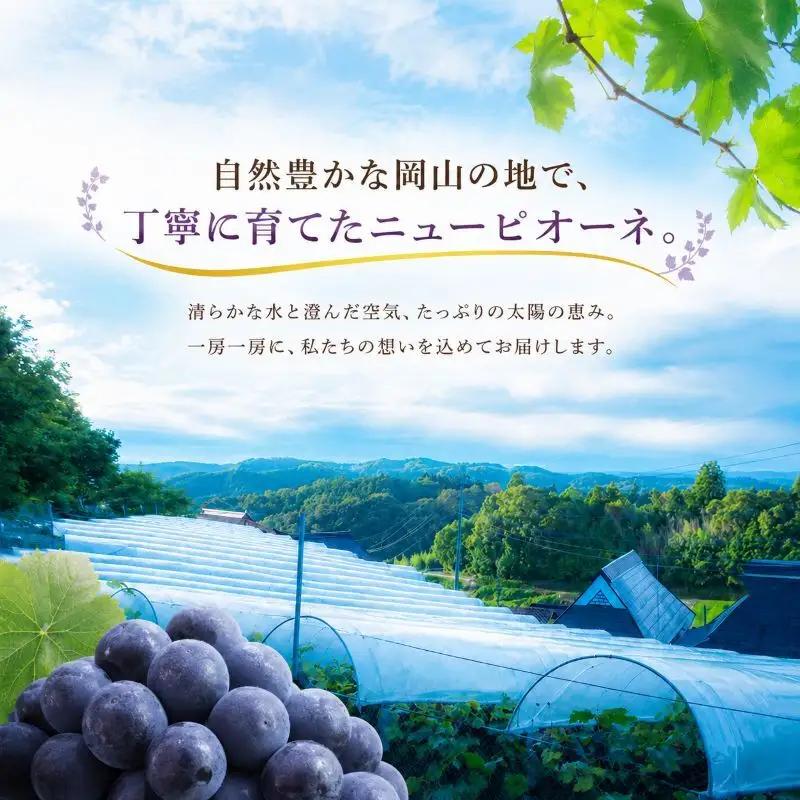 ニューピオーネ 赤迫農園 岡山県産 ニューピオーネ【2kg 3〜4房】【先行予約】