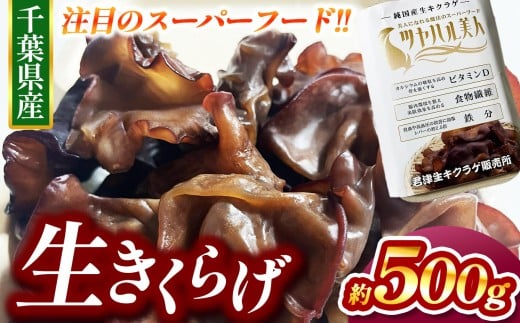 生キクラゲ 約500g | 君津生キクラゲ販売所 農薬（化学肥料）：栽培期間中不使用 野菜 きのこ キノコ きくらげ キクラゲ 肉厚  ス―パーフード パワーフード 栄養満点 食感がたまらない 野菜炒め 中華料理 千葉 君津 きみつ