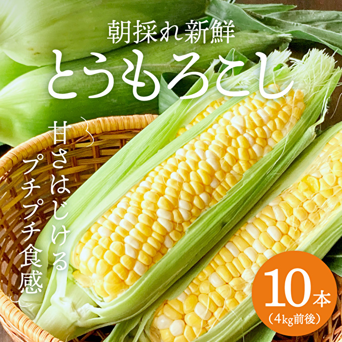 とうもろこし 朝どり 10本 4kg 前後 2027年産 よしよし畑 農家直送 朝どれ 野菜 新鮮 高糖度 キャンプ BBQ アウトドア 極甘 甘い 絶品 朝 採り 夏野菜 あまい 冷蔵配送
