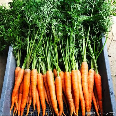 ふるさと納税 糸島市 糸島の福袋!朝採りオーガニック旬野菜お任せ5品+糸島産大ヒット特産加工品2品セット [AGE028] |  | 02