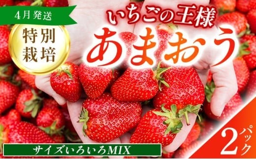 福岡県産 特別栽培 あまおう サイズいろいろMIX 約570g（約285g×2パック）【4月発送】　農園直送 アフター保証 先行予約 福岡産 送料無料 ケーキ ギフト お祝い 限定 季節限定 UN007
