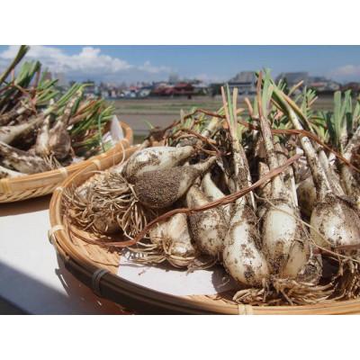 ふるさと納税 北栄町 【先行予約】【JA】根付らっきょう　秀M・5kg箱　2026年5月中旬頃から6月中旬頃に順次発送