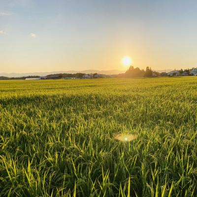 ふるさと納税 新庄市 至福のはえぬき(精米)3kg |  | 01