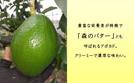 【2025年発送】南国奄美のアボカド 約1.5kg（2玉入） 鹿児島県 奄美群島 奄美大島 龍郷町 国産 奄美産 青果 果物 くだもの フルーツ 森のバター 不飽和脂肪酸 ビタミン ミネラル 葉酸 ク