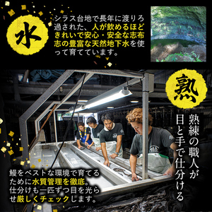 【訳あり】鹿児島県産！秘伝のスタミナうなぎ蒲焼き＜計300g以上/2尾以上＞肝吸いセット！ にんにく黒酢パワーで丸々太った美味しい鰻！ うなぎ ウナギ 鰻 蒲焼き スタミナ 黒酢 ニンニク 不揃い 鹿