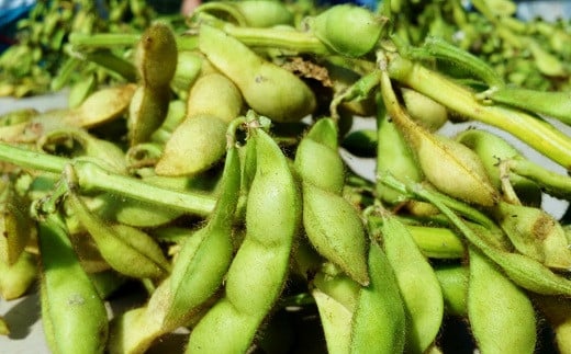 大粒の丹波黒大豆の枝豆が鈴なりに。