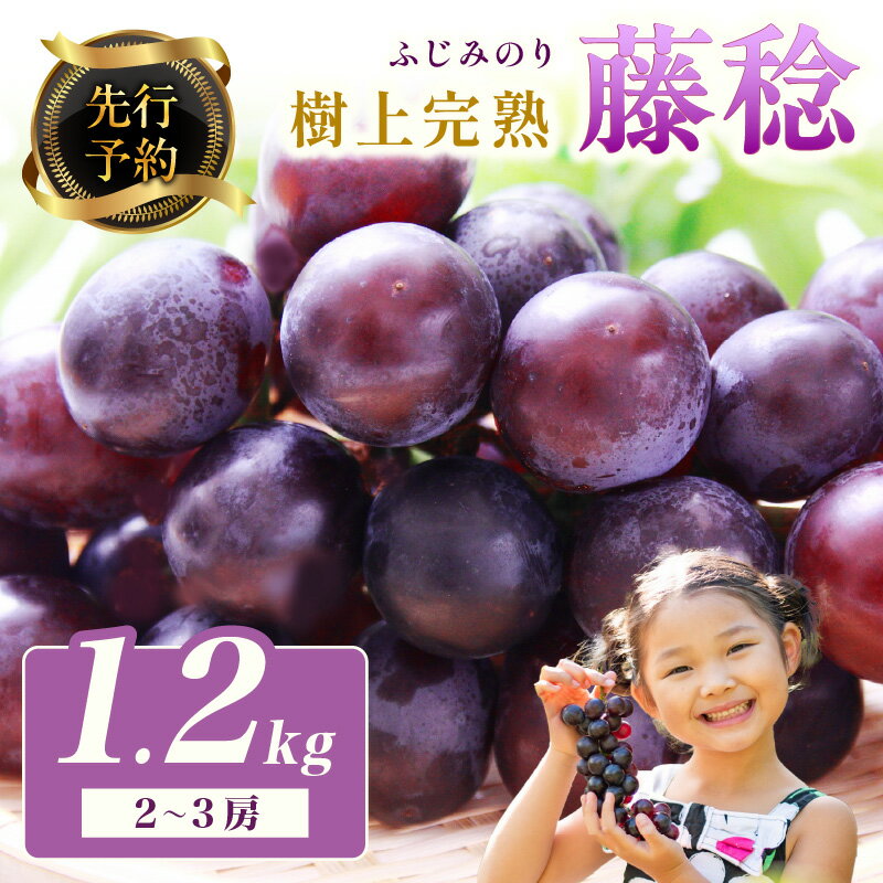 【ふるさと納税】【先行予約】樹上完熟藤稔 1.2kg（2～3房入り）（2025年8月中旬～発送）大粒 甘い 巨峰種 ふじみのり フルーツ 果物 ふるさと納税 ぶどう グレープ 農家直送 果樹園直送 生産者応援 農家応援 送料無料
