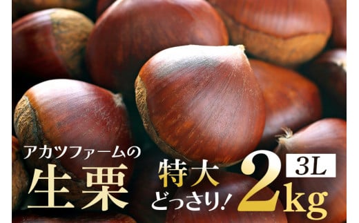 アカツファームの生栗 特大 3Lサイズ 2kg 栗 笠間 栗 くり 生栗 大きい 大粒 茨城 国産 国産栗 和栗 甘栗 栗ご飯 栗きんとん 栗おこわ 甘露煮 マロン 秋 旬 おやつ スイーツ きんとん 冷蔵 保存料不使用 無添加 ギフト 茨城県 笠間市