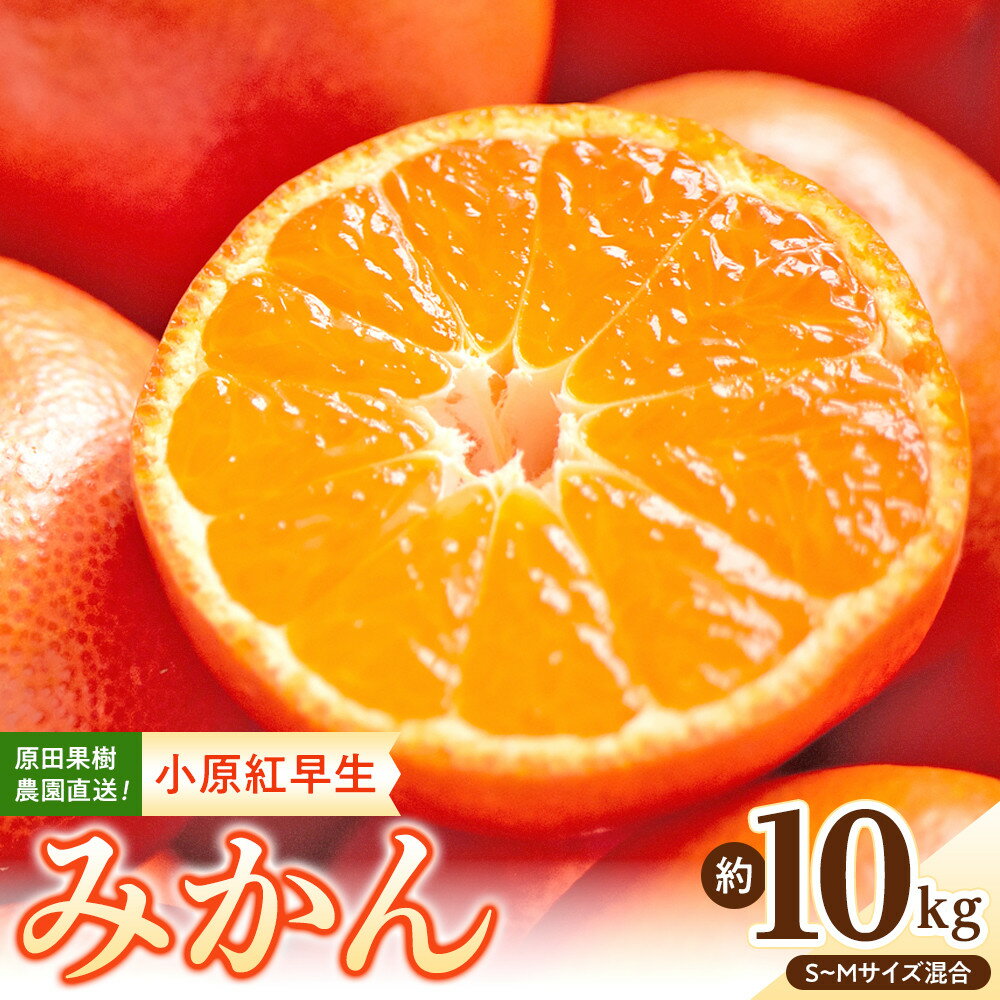 【ふるさと納税】原田果樹農園直送！ 小原紅早生みかん 約10kg（S~Mサイズ混合）数量限定
