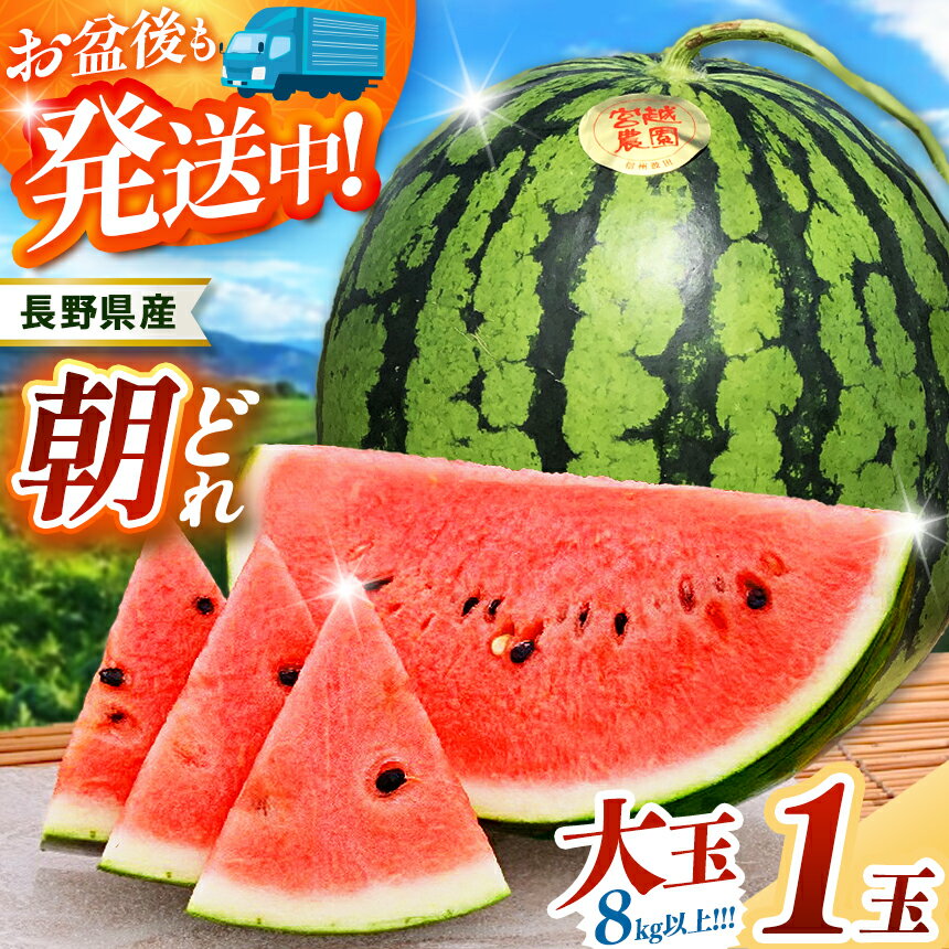 【ふるさと納税】 残り 僅か ！ 選べる 松本市 波田産 大玉すいか 3L～4L │ 信州 松本市 長野県 西瓜 すいか 果物 大玉 スイカ フルーツ くだもの 旬のスイカ 大玉スイカ シャリ感 ふるーつ