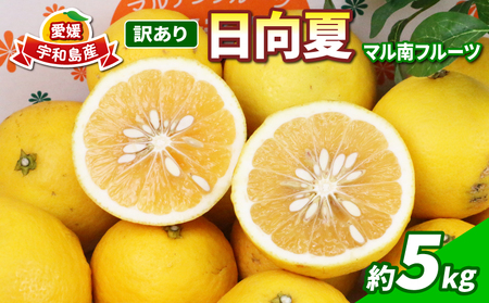 訳あり 日向夏 みかん 5kg マル南フルーツ 不揃い サイズ混合 わけあり 果物 くだもの フルーツ 柑橘 みかん 愛媛みかん 愛媛県産 愛媛ミカン 愛媛蜜柑 訳アリ 訳あり品 訳有り 蜜柑 数量限定 先行予約 産地直送 国産 愛媛 宇和島 B010-106013
