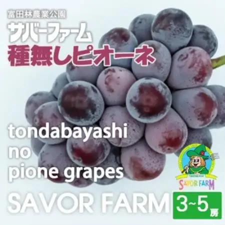 《3～5房》種無しピオーネ　サバーファームで一番人気のぶどう【配送不可地域：離島】【1736629】