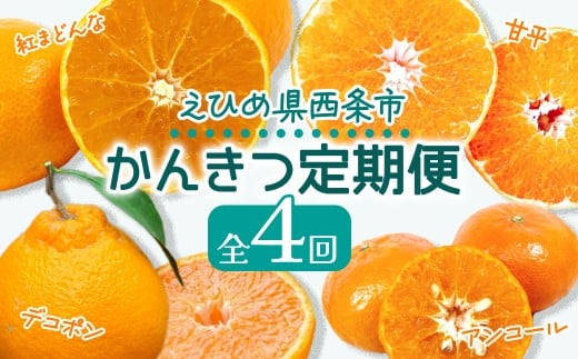 柑橘 みかん 定期便 かんきつ定期便 【愛媛県西条市 かんきつ定期便 4回】 ～ 紅まどんな 甘平 アンコール デコポン ～ 【先行予約・12月より開始】 愛媛県西条市 ｜ みかん 果物 くだもの フルーツ 柑橘 紅まどんな かんぺい 高級 産直 産地直送 数量限定 愛媛 西条市 JA東予園芸 【オンライン決済限定】