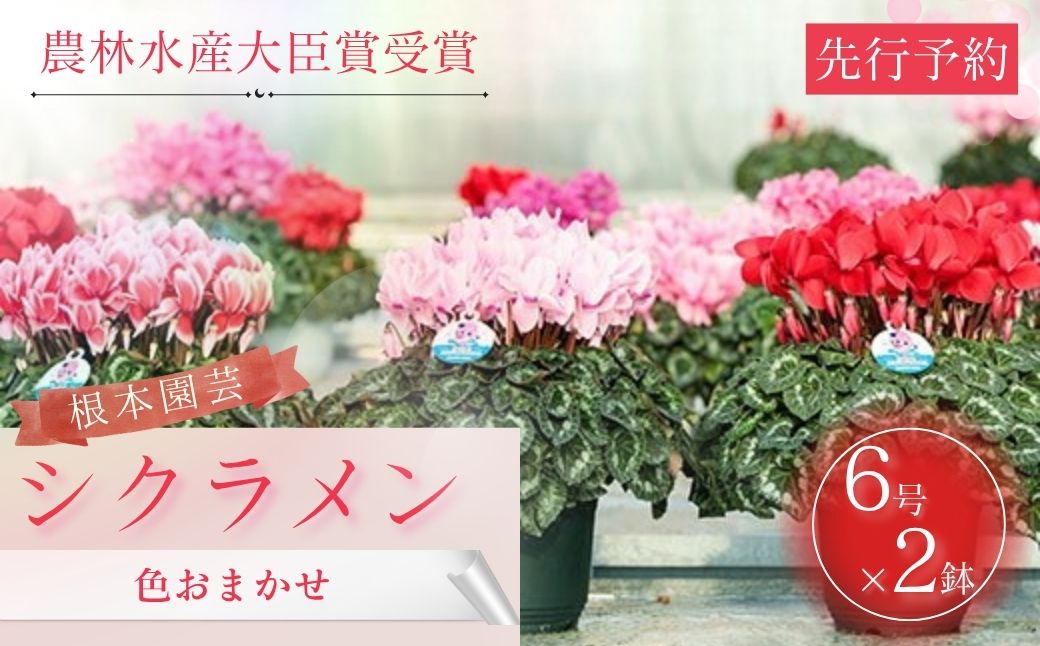 【2026年 先行予約】シクラメン 色おまかせ 6号×2鉢 | 根本園芸 aj011-ad 色：おまかせ シクラメン 6号×2鉢(プラ鉢入り)