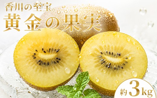 【2026年10月下旬～】 キウイ さぬきゴールドキウイ 3kg ゴールドキウイ キウイフルーツ 果物 フルーツ くだもの ゴールド 旬 ドライフルーツ 朝食 おやつ デザート 季節 先行予約 香川県 丸亀市