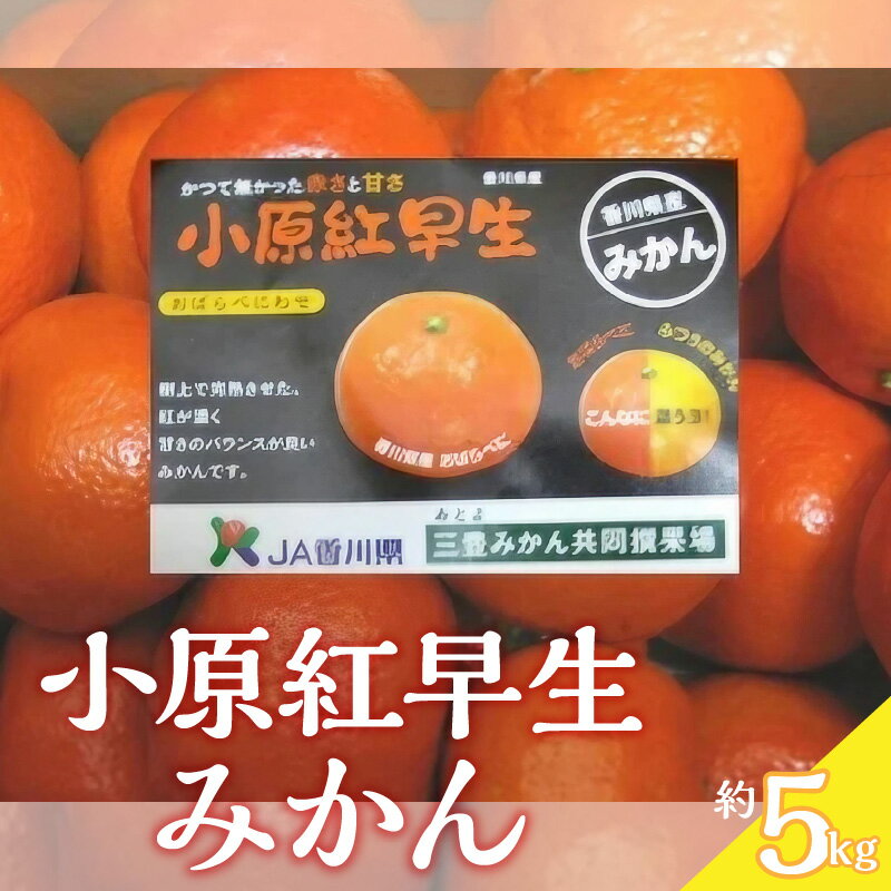 【ふるさと納税】【先行予約】【配送不可地域：北海道・沖縄県・離島】みかん 小原紅早生みかん 約5kg S〜Lサイズ 常温 甘くて濃い 濃厚 香川県 オリジナルみかん 柑橘 フルーツ 果物 お土産 ギフト 三豊市 五色青果 お取り寄せ 送料無料 秋 旬