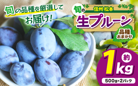 【先行受付：2026年発送】信州産 品種おまかせ旬の生プルーン約1㎏（500g×2パック）