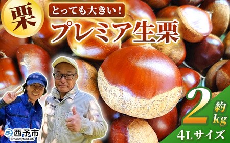 ＜とっても大きい！プレミア生栗 4Lサイズ（約2kg）＞甘い 栗 マロン 和栗 栗ごはん モンブラン 栗きんとん 甘露煮 スイーツ ケーキ 洋菓子 和菓子 お菓子 秋 味覚 産地直送 城川ファクトリー 愛媛県 西予市【冷蔵】『9月中旬から10月上旬迄に順次発送予定』SSF0041