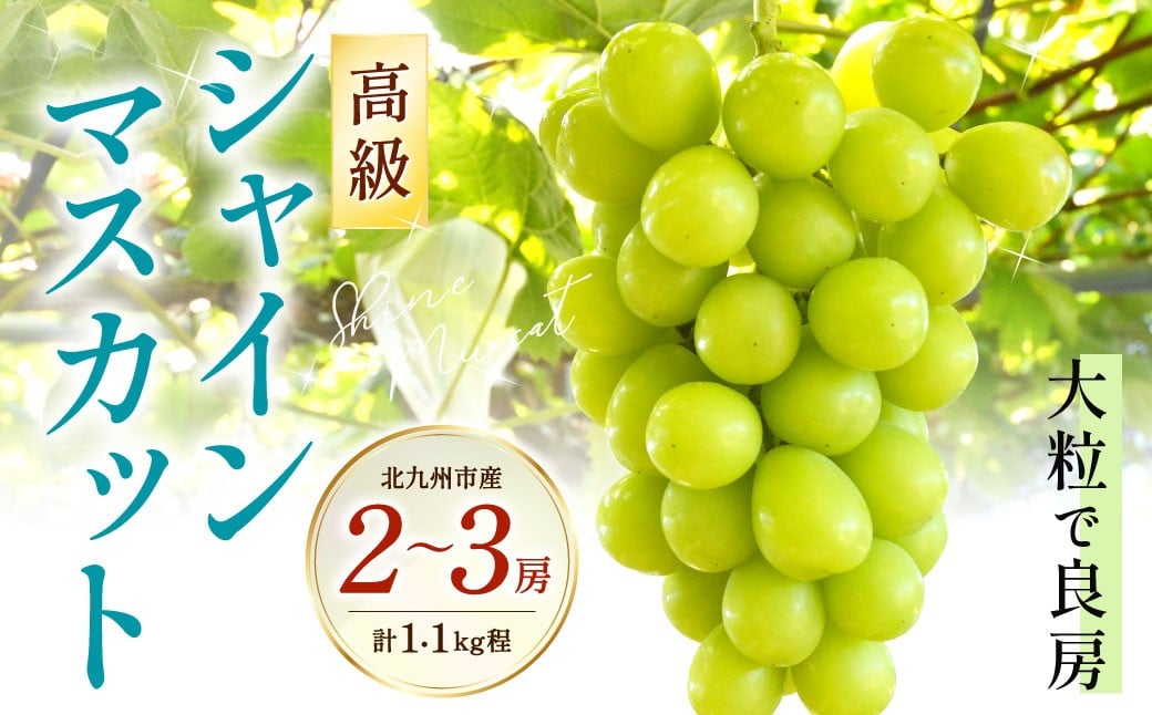 
            高級 シャインマスカット 2～3房セット《化粧箱入り》 計1.1kg程【2026年8月下旬～9月上旬発送予定】フルーツ 果物 大粒 良房 糖度 甘い 種なしマスカット 旬 季節 冷蔵 国産 福岡県 北九州市
          