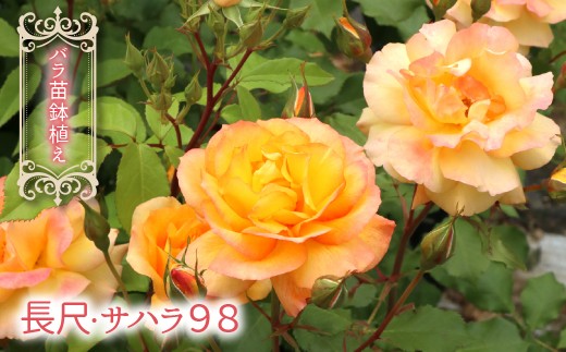 【2026年3月から発送】バラ苗鉢植え「長尺・サハラ９８」057-057