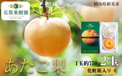 あたご梨 2玉 1玉約750g 化粧箱【先行予約 2025年11月中旬から順次発送】