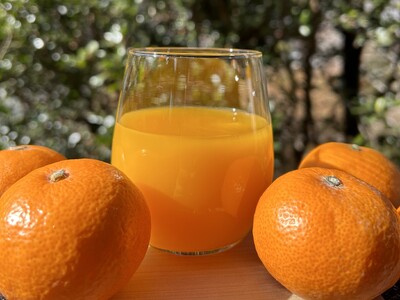 みかん みかんジュース 無添加 果汁100％ みかんジュース 「くまのそだち」 白ラベル 1L×6本 ミカンジュース みかん ミカン 温州みかん ストレート フルーツジュース フルーツ 果物 くだもの