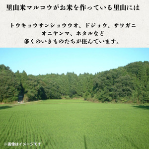 里山米マルコウ　コシヒカリ　5kg　精米 ／ 米 こめ コメ お米 おこめ コシヒカリ こしひかり 令和7年産 新米 白米 精米 ごはん ご飯 5kg 千葉県 匝瑳市 送料無料