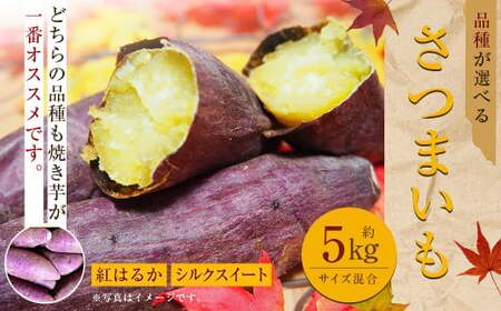 【紅はるか】 約5kg 大・中・小サイズ 混合 さつまいも サツマイモ さつま 芋いも 芋 【2024年11月下旬～2025年5月上旬発送予定】